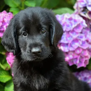 Flat-coated Retriever Puppy Print Flat-coated Retriever Puppy Print
