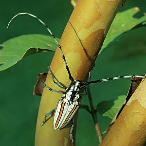 Flat-faced longhorn beetle (Deliathis incana) on branch. Yucatan Peninsula, Quintana Roo state, Mexico