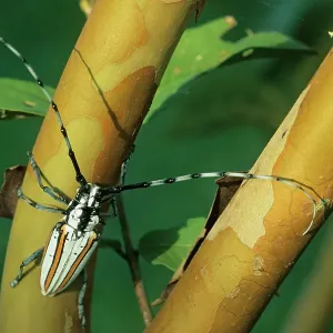 Flat-faced longhorn beetle print on a branch Flat-faced longhorn beetle print on a branch