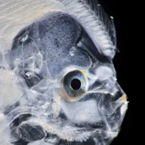 Flatfish (Bothidae sp) larva, Atlantic Ocean off Cape Verde. Captive