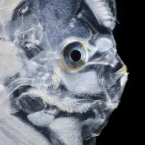 Flatfish (Bothidae sp) Larva Print, Atlantic Ocean off Cape Verde