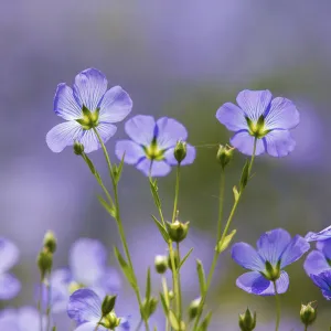 Flax flowers (Linum usitatissimum) Monmouthshire, Wales, UK, May