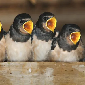 Fledgling Barn swallows (Hirundo rustica) calling for food in barn. Dorset, UK, August