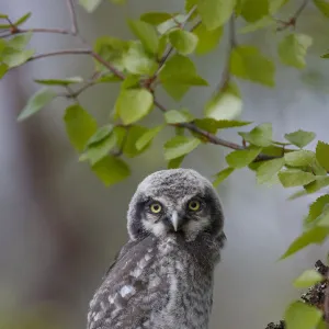 Fledgling Northern Hawk Owl (Surnia ulula). Finland. June