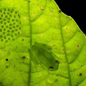 Print of a male Fleischmanns glassfrog sitting on eggs under a leaf Print of a male Fleischmanns glassfrog sitting on eggs under a leaf
