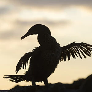 Flightless cormorant (Phalacrocorax harrisi) silhouetted, Punta Espinosa, Fernandina Island