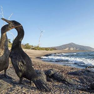 Flightless cormorant (Phalacrocorax harrisi), pair billing on beach. Playa Negra