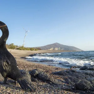 Flightless cormorant (Phalacrocorax harrisi), pair billing on beach. Playa Negra