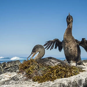 Flightless cormorant (Phalacrocorax harrisi), Cape Douglas, Fernandina Island, Galapagos