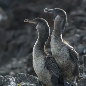 Flightless cormorant (Phalacrocorax harrisi) pair with Starfish (Asteroidea)