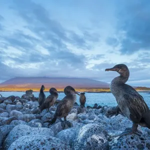 Flightless cormorant (Phalacrocorax harrisi) flock perched on the coast at dusk Flightless cormorant (Phalacrocorax harrisi) flock perched on the coast at dusk