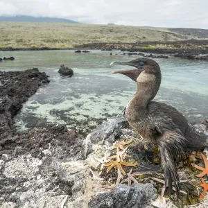 Flightless cormorant (Phalacrocorax harrisi) on nest. Starfish (Asteroidea Flightless cormorant (Phalacrocorax harrisi) on nest. Starfish (Asteroidea