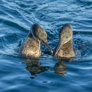 Flightless cormorant (Phalacrocorax harrisi) pair in courtship, Puerto Pajas, Isabela Island