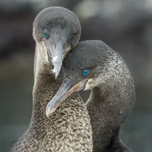 Flightless Cormorant Pair in Courtship Print