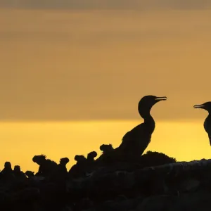 Flightless cormorant (Phalacrocorax harrisi) pair silhouetted at sunset next to Galapagos Flightless cormorant (Phalacrocorax harrisi) pair silhouetted at sunset next to Galapagos