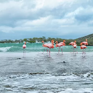 Flock of American flamingos (Phoenicopterus ruber) gathered along beach before flying to other island in search of better feeding ponds. Floreana Island, Galapagos Islands, Ecuador