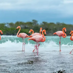 Flock of American flamingos (Phoenicopterus ruber) gathered along beach before flying to other island in search of better feeding ponds. Floreana Island, Galapagos Islands, Ecuador Flock of American flamingos (Phoenicopterus ruber) gathered along beach before flying to other island in search of better feeding ponds. Floreana Island, Galapagos Islands, Ecuador