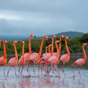 Flock of American flamingos (Phoenicopterus ruber) performing courtship strutting, Quinta Playa, Isabela Island, Galapagos Islands, Ecuador Flock of American flamingos (Phoenicopterus ruber) performing courtship strutting, Quinta Playa, Isabela Island, Galapagos Islands, Ecuador
