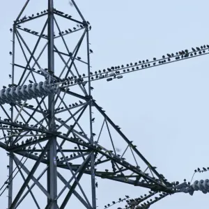 Flock of Common Starlings (Sturnus vulgaris) roosting on power pylon, Rainham Marsh RSPB Reserve Flock of Common Starlings (Sturnus vulgaris) roosting on power pylon, Rainham Marsh RSPB Reserve