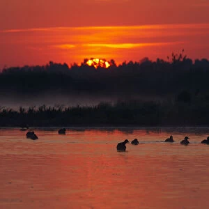 Flock of Coot (Fulica atra) on lake at sunset, Pusztaszer, Hungary, May 2008