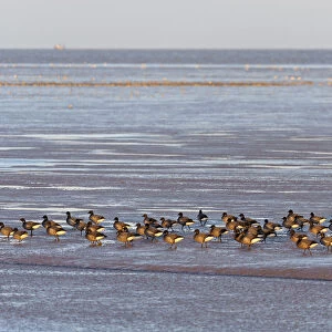 Flock of dark-bellied brent geese (Branta bernicla) on foreshore, Snettisham RSPB reserve