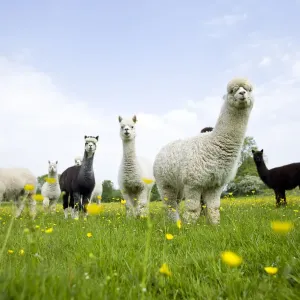 UK Alpaca Print: A Flock of Domestic Alpacas UK Alpaca Print: A Flock of Domestic Alpacas