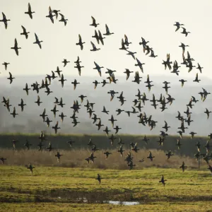 Flock of European wigeon (Anas penelope) in flight over Elmley Marshes RSPB reserve