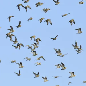 Flock of Golden plover (Pluvialis apricaria) in flight, Oare Marshes, Kent, England, UK, September