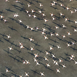 Flock of Greater flamingo (Phoenicopterus ruber) in flight, Camargue, Southern France