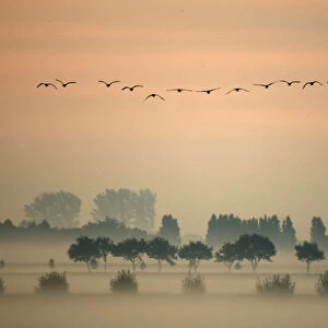 A flock of Greylag Goose (Anser anser) flying in formation above misty fields. The Netherlands