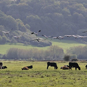 Flock of juvenile Common / Eurasian cranes (Grus grus) recently released by the Great