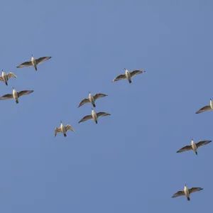 Flock of Knot (Calidris canuta) in flight. The Wash Estuary, Norfolk, October