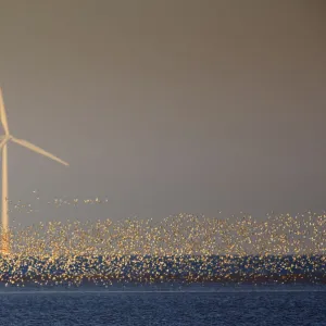 Flock of Knot (Calidris canuta) over sea with wind turbine. Liverpool Bay, UK, December