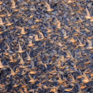 Flock of Knot (Calidris canuta) taking flight. Snettisham, UK, January