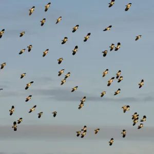 Flock of Lapwing (Vanellus vanellus) in flight, turning together in evening light