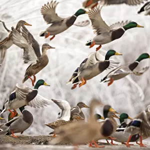 Flock of Mallard ducks (Anas platyrhynchos) taking off, Lake Csaj, Kiskunsagi National Park
