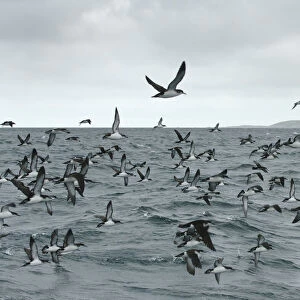 Flock of Manx shearwaters (Puffinus puffinus) in flight over sea, near Ardnamurchan Point