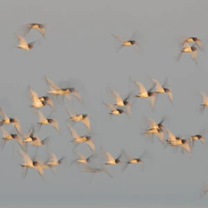 Flock of Oystercatchers (Haematopus ostralegus) in flight, The Wash Estuary, Norfolk, England, UK