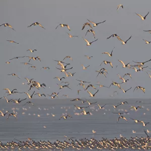 Flock of Oystercatchers (Haematopus ostralegus) and Knot (Calidris canuta) in flight