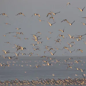 Flock of Oystercatchers (Haematopus ostralegus) and Knot (Calidris canuta) in flight