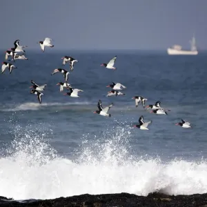 Flock of Oystercatchers (Haematopus ostralegus) in flight, Cornwall, England, August 2010 Flock of Oystercatchers (Haematopus ostralegus) in flight, Cornwall, England, August 2010