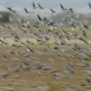 A flock of Pink-footed geese (Anser brachyrhynchus) taking flight from a sugar beet