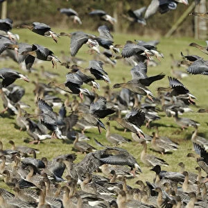 Flock of Pink-footed Geese (Anser brachyrhynchus) landing on grazing marshes, Holkham NNR