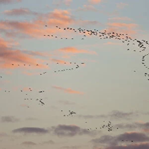 Flock of Pink footed geese (Anser brachyrhynchus) in flight at dusk, Norfolk, England, UK, October