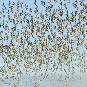 Flock of Red knot (Calidris canutus) in flight at high water on the Wash estuary