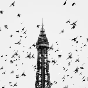 A flock of Starlings (Sturnus vulgaris) flying in front of the Blackpool Tower, England, UK, September 2010 A flock of Starlings (Sturnus vulgaris) flying in front of the Blackpool Tower, England, UK, September 2010