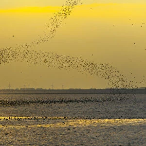 Flock of wading birds flying over The Wash, at dusk, Norfolk, UK, September 2008