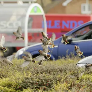 Flock of Waxwings (Bombycilla garrulus) taking off from a low Cotoneaster (Cotoneaster Flock of Waxwings (Bombycilla garrulus) taking off from a low Cotoneaster (Cotoneaster