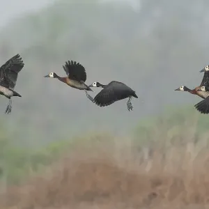 Flock of White-faced whistling duck (Actophilornis africanus) in flight, Allahein River, The Gambia Flock of White-faced whistling duck (Actophilornis africanus) in flight, Allahein River, The Gambia