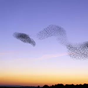Flocks of Common Starling (Sturnus vulgaris) gathering before landing at winter roost